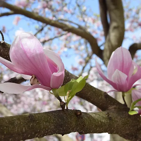 Ξενοδοχείο Atel Lasserhof 3*